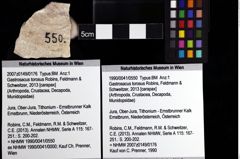 Foto (Objket + Etiketten) von Gastrosacus torosus (Robins, Feldmann & Schweitzer, 2013) 